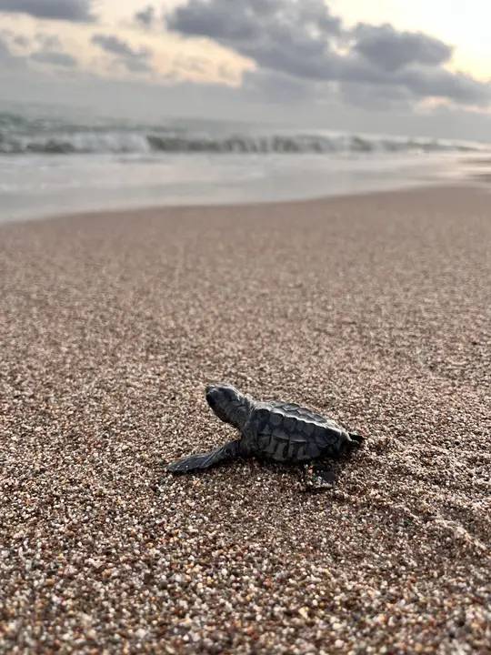 Antalya Sahillerinde 232 Bin Yavru Denizle Buluştu 6